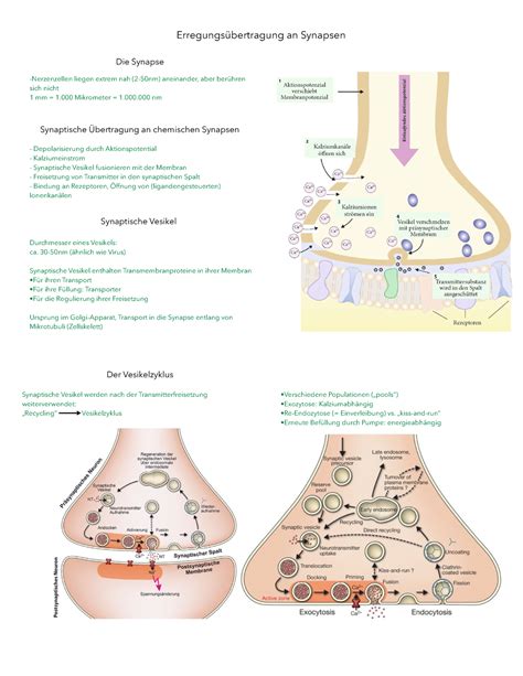 Erregungsübertragung an Synapsen Neuro und Sinnesphisiologie RUB