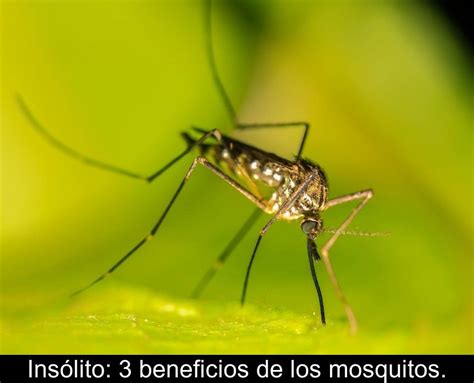 Ins Lito Beneficios De Los Mosquitos