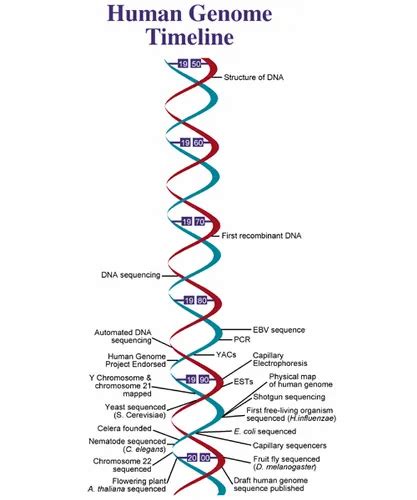 Human Genome Sequencing Service at best price in Hyderabad | ID ...