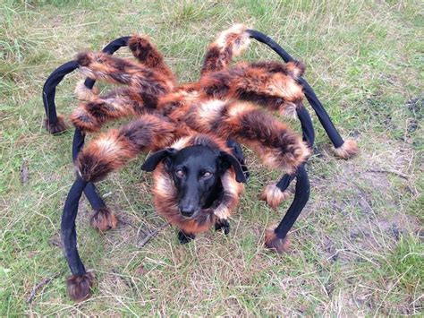 Dog Dressed Up as Giant Mutant Spider Makes Unsuspecting Victims Flee ...