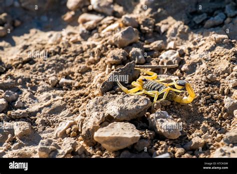 Escorpión amarillo israelí conocido como deathstalker se escondió