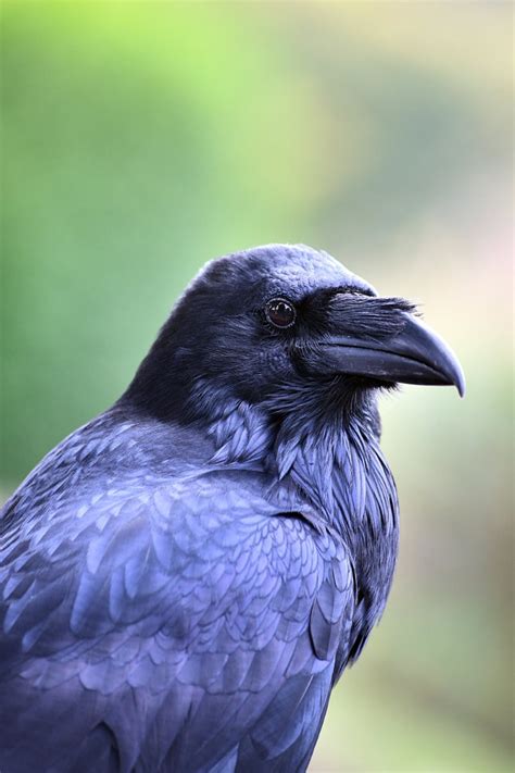 Royal Raven by onlythepony | ePHOTOzine