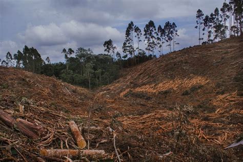 Forestal Arauco Y Cmpc Aumentan La Expansi N De Su Negocio De