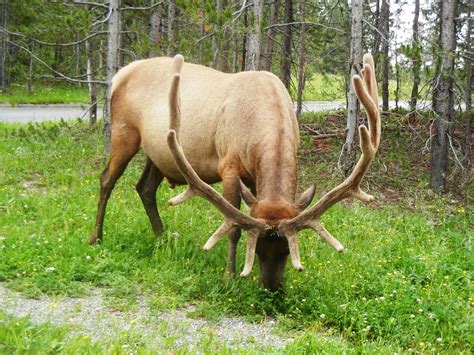 Wildlife at Yellowstone National Park | Nonstop from JFK