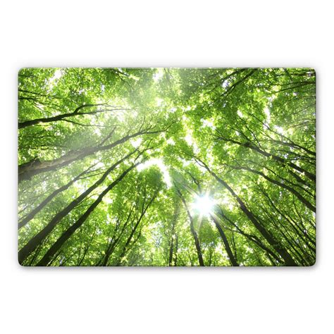 Glasbild Baumkronen Im Wald M Rchenhafte Kulisse Wall Art De