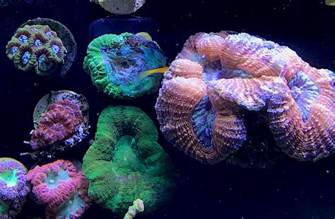 Some Corals Can Be Downright Vicious Reef Builders The Reef And Saltwater Aquarium Blog