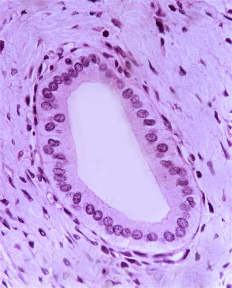 Atlas Virtual Do Laboratório De Histologia Integrativa Ufrj Epitélio