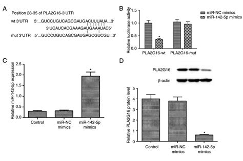 Mir P Suppresses Proliferation And Promotes Apoptosis Of Human