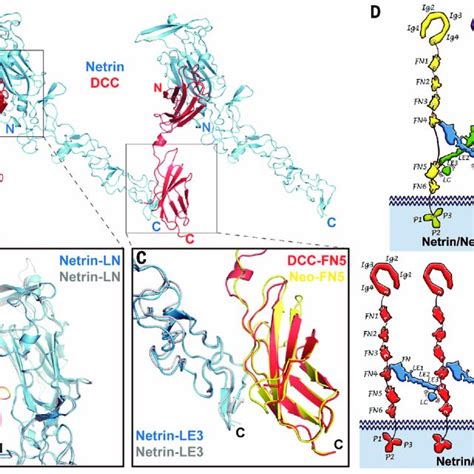 Structure Of The Netrin 1 Neogenin Complex A Structure Of The 2 2