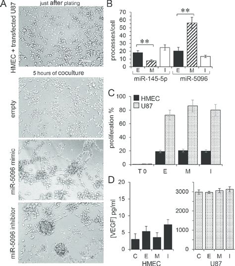 Proangiogenic Effect Of Mir 5096 Transfer A In Vitro Tubulogenesis Download Scientific