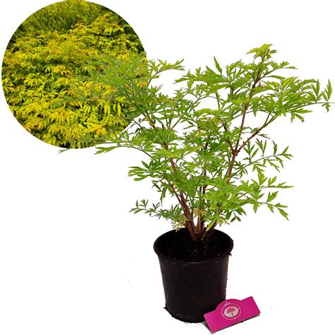 Sambucus Nigra Golden Tower Gele Vlier Liter Pot Kopen Planten