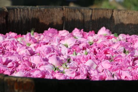 BULGARIA: THE ROSE FESTIVAL OF KAZANLAK - Living in Montenegro :)
