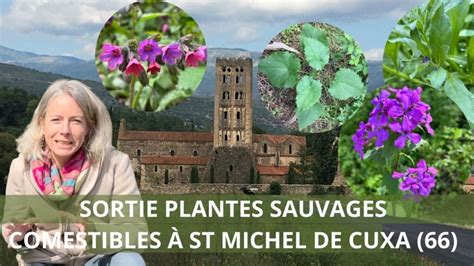 Sortie Plantes Sauvages Comestibles Saint Michel De Cuxa Plantes