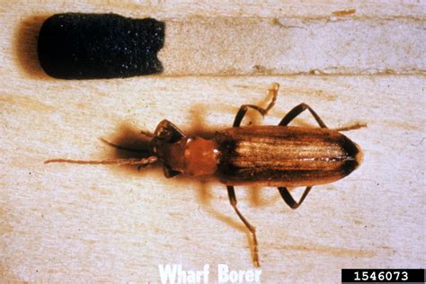 Wharf Borer Nacerdes Melanura