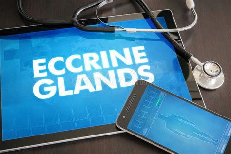 168 Cutaneous Glands Stock Photos Free And Royalty Free Stock Photos