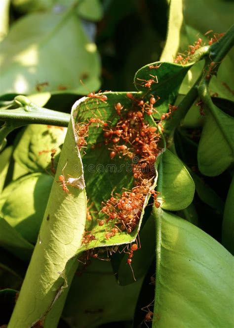 Ants Carrying Eggs Escape Stock Image Image Of Eggs