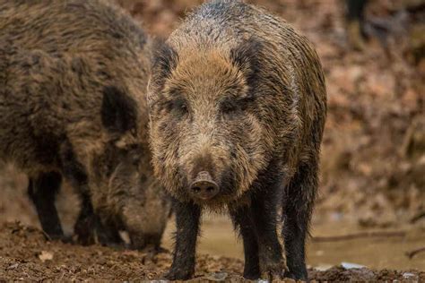 Wo Leben Wildschweine Waldpedia De