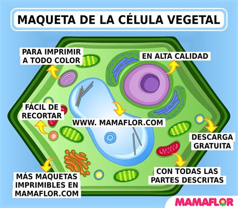 Imagenes De La Celula Vegetal Para Dibujar Con Sus Partes On Log Wall