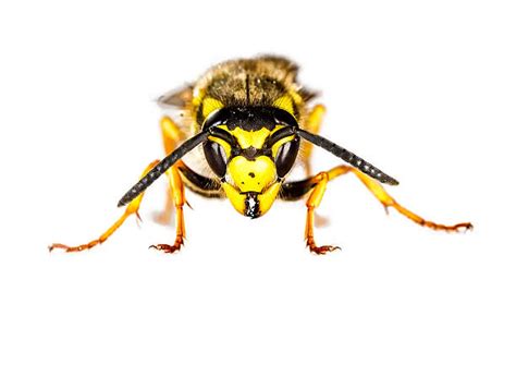 Hornet Sting Stock Photos, Pictures & Royalty-Free Images - iStock