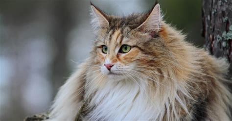 Maine Coon Vs Norwegian Forest Cat Comparing These Giant Cat Breeds