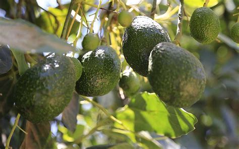 Gu A De Manejo Del Aguacate Panorama Agropecuario