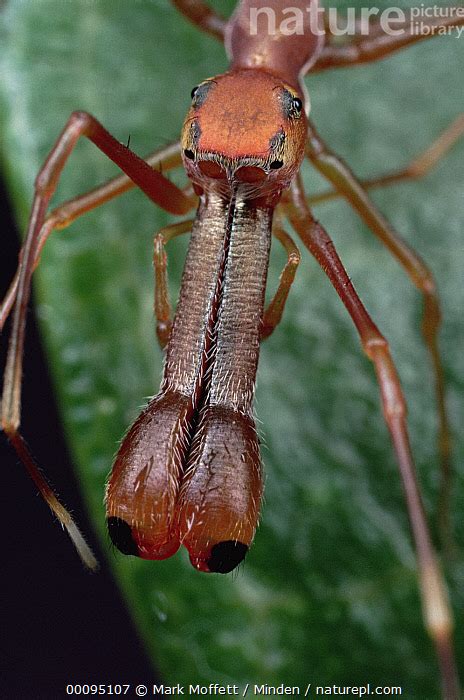 Stock Photo Of Kerengga Ant Like Jumper Myrmarachne Plataleoides