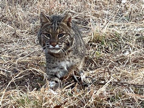 Are Bobcats Impacting Wild Turkey Populations? - Realtree Camo
