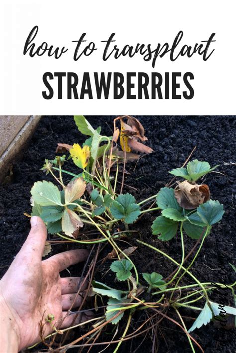 How To Transplant Strawberries Diy Danielle