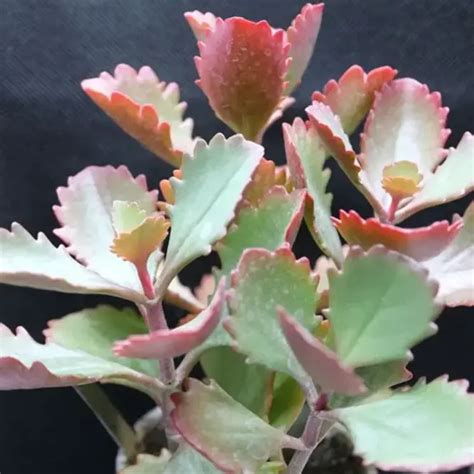 Kalanchoe Caracter Sticas Cuidados Y Ventajas De Esta Suculenta