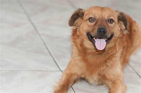 Cachorro Perro Sonriente Foto Gratis En Pixabay