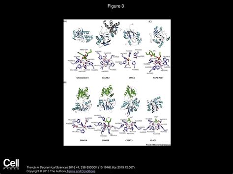 The Chemical Biology of Human Metallo β Lactamase Fold Proteins ppt