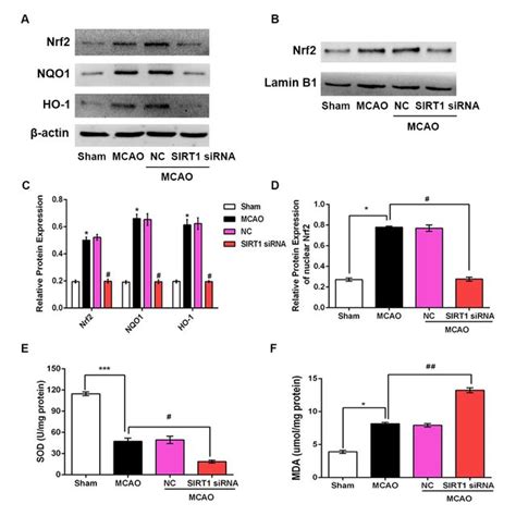 Sirt Overexpression Promoted Nrf Expression After Cerebral I R Injury