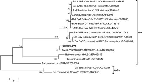 Phylogenetic Analysis Based On 1090 Bp Of The Rdrp Gene Rna Dependent