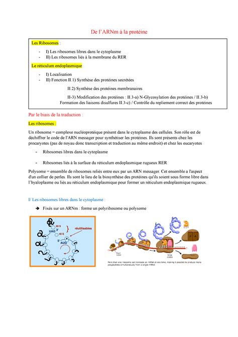 De L Arnm La Proteine Cours De Biologie Cellulaire Pour Les L En