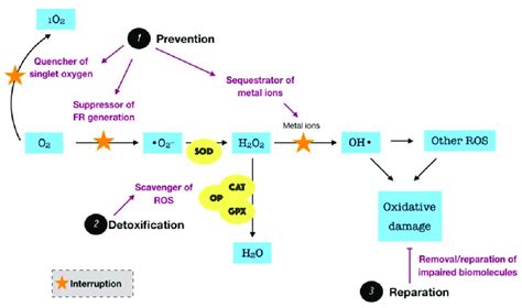 Schematic Representation Of The Functions Of Endogenous Antioxidant