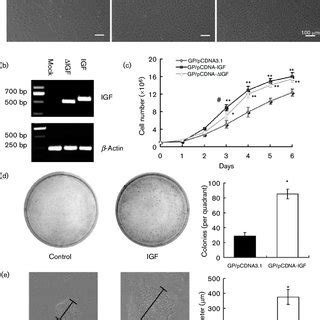 SGIV IGF Facilitates Virus Induced Apoptosis In FHM Cells A