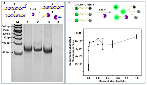 Biosensors Free Full Text Exonuclease Iii Can Efficiently Cleave Linear Single Stranded Dna