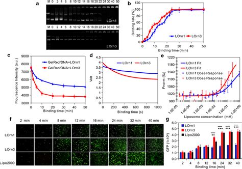 Kinetic Traces For Binding Of Peptide Liposome And Dna A Agarose Gel