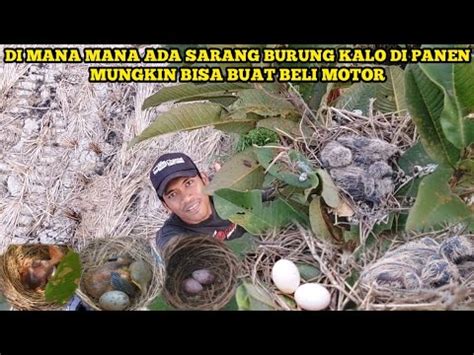 Sarang Burung Sebanyak Ini Mungkin Kalo Saya Ambil Semu Bisa Buat Beli