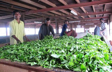 Tea Factory Visit in Sri Lanka | Travel Experience