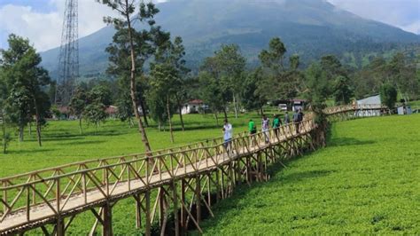 Info Destinasi Kebun Teh Tambi Wonosobo - En's Room