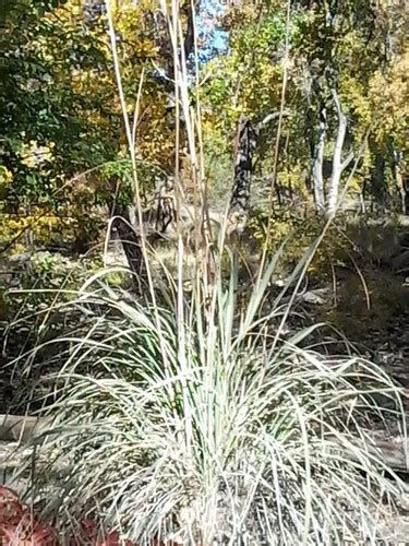 Ravenna Grass Plants Of The Middle Rio Grande Bosque · Inaturalist