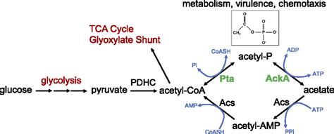 Regulation Of Acetate Metabolism And Coordination With The Tca Cycle