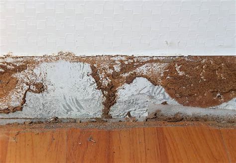 Guide To Carpenter Ant Damage | Carpenter Ants In NY & CT