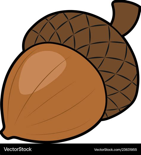 Cartoon acorn Royalty Free Vector Image - VectorStock