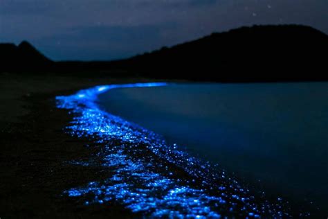 Son Estas Las Mejores Playas Bioluminiscentes Del Mundo Revista Diners