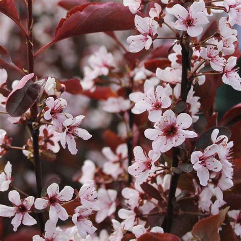 Prunus Cistena Balkan Ecology Project