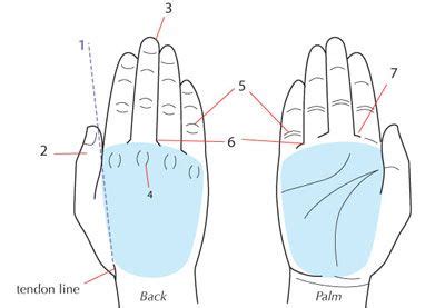 Human Anatomy Fundamentals How To Draw Hands Tuts Design