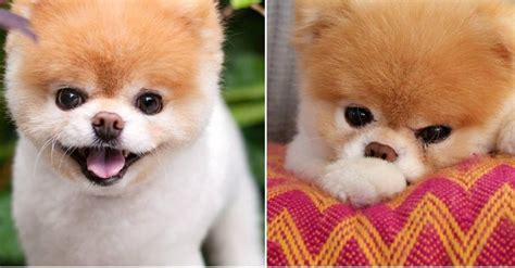 Hình ảnh đáng Yêu Nhất Cutest Dog In The World Pomeranian Cho Ngày Mới