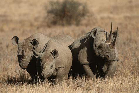 African Black Rhino Populations Are On The Rise Due To Conservation